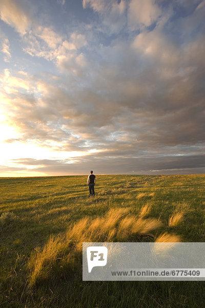 stehend  Mann  Morgendämmerung  Prärie  Saskatchewan