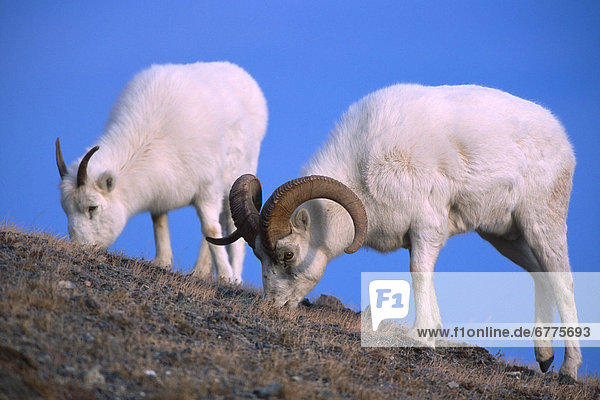 Dall Sheep Ram and Ewe feeding on Grass  Kluane Mountain  Kluane National Park  Haines Junction  Yukon