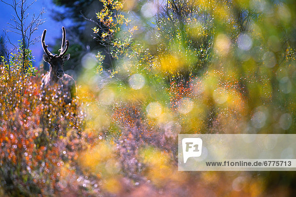 Woodland Caribou through Autumn Willows  Mayo  Yukon