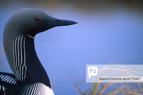 Close up Portrait of an Arctic Loon (Pacific Loon)  Richardson Mountains  Yukon