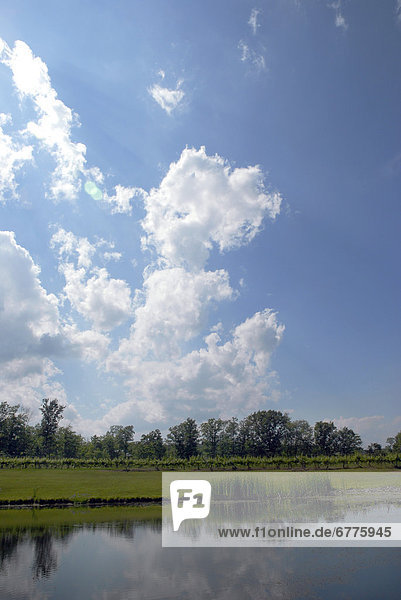 Wolke  Sommer  Himmel  blau  Ontario  Teich  Weinberg