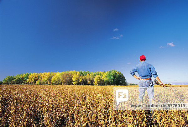 Farmer looks out over a Harvest ready soybean Crop  near Lorette  Manitoba