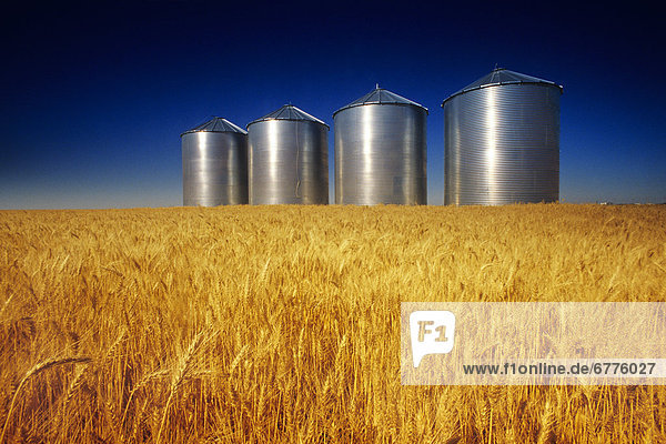 Mature Winter Wheat Field with Grain Bins in the background  near Carey  Manitoba