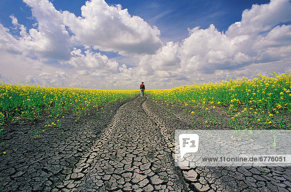 Man walking along Dried up Track with Canola Field on either side  near Winnipeg  Manitoba