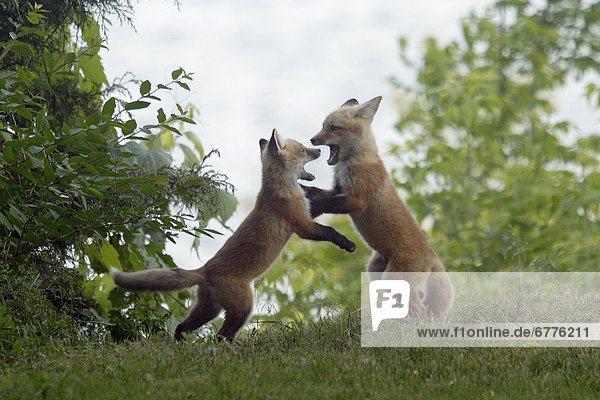 Two Fox Pups Playing