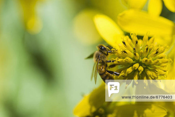 Blume  Biene  Bestäubung