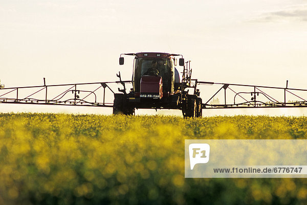High Clearance Sprayer applying Herbicide to Bloom Stage Canola  near Dugald  Manitoba