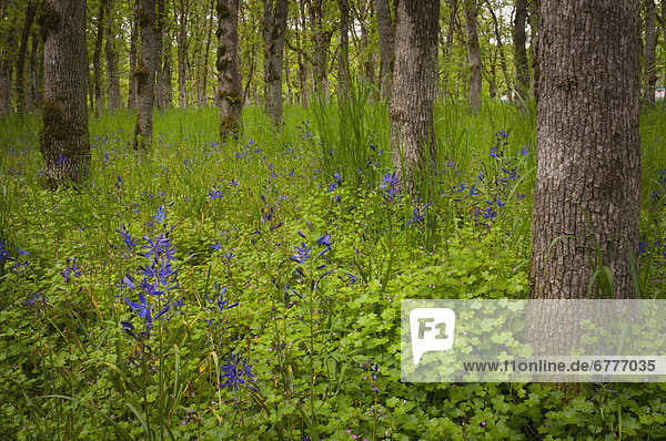 USA, Oregon, Salem, Wildflowers among oak trees