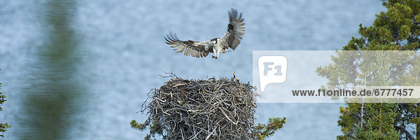 Osprey mother flying to nest and chicks  Atlin Lake Provincial Park  Northern British Columbia