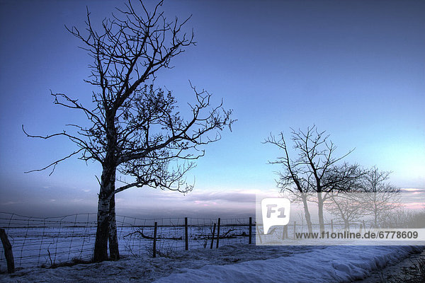 Baum  Schnee  Morgendämmerung  Feld  Zaun  Alberta