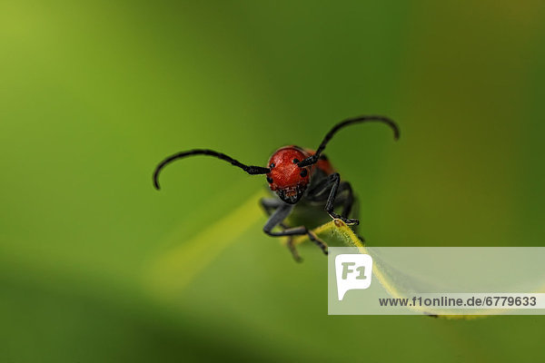 Close up of a red beetle on a leaf  Ontario