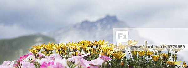 Blume  Ereignis  Hintergrund  Ansicht  Berg  Alberta  Banff