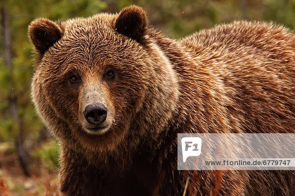 Grizzly bear  Yukon