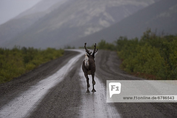 Caribou running on a dirt road  Nahanni National Park  Northwest Territories