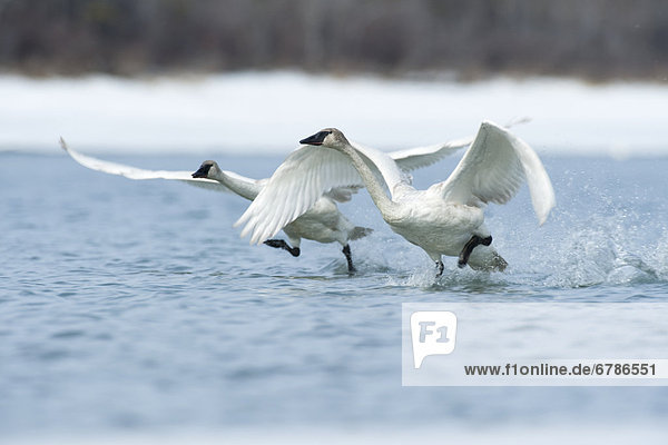 Trumpeter swans taking off of a lake  southern lakes region  Yukon
