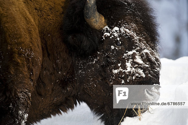 Close up image of a Bison feeding on grass in the winter  Whitehorse  Yukon
