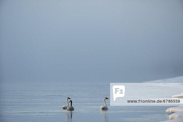 Trumpeter swans on 5 mile river  near Marsh Lake  Yukon