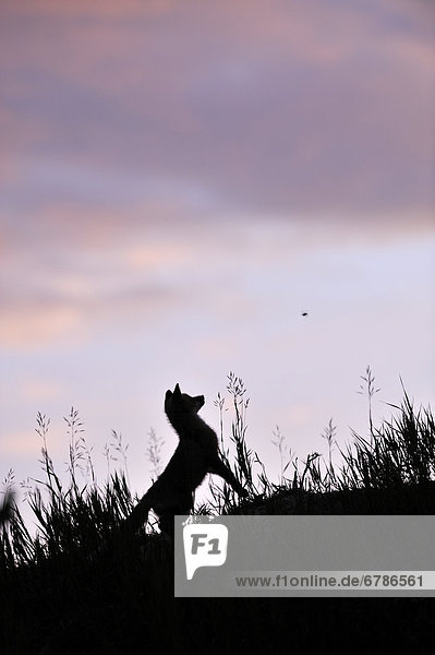 A red fox pup silhouetted against the night sky in a grass field  watching a bee buzzing around his head  Yukon