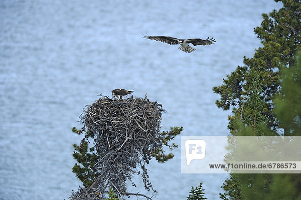 Osprey or Fish Eagle nest on Atlin Lake  Atlin Lake Provincial Park  Northern British Columbia