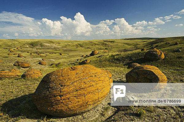 Sandstone concretions in Red Rock Coulee Natural Area  Alberta