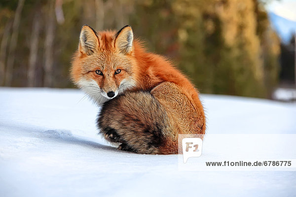 Red fox in snow  Yukon