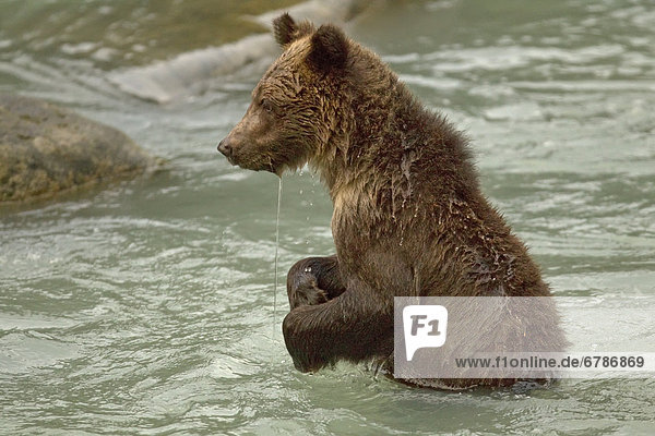 Grizzly Bear Cub Angeln im Fluss