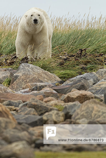 Polar bear crossing rocky field  Churchill  Manitoba  Canada