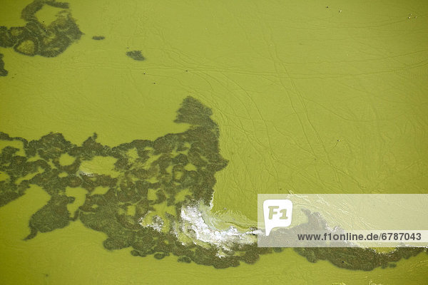 Baggersee mit Algenbewuchs  Luftbild