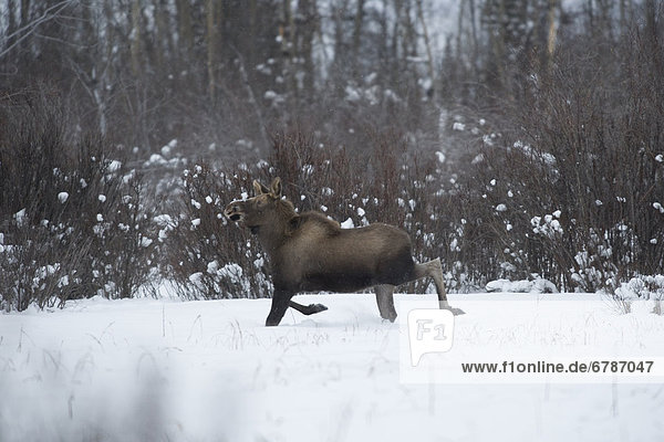 Young Moose in snow near Haines Junction  Yukon Territory  Canada