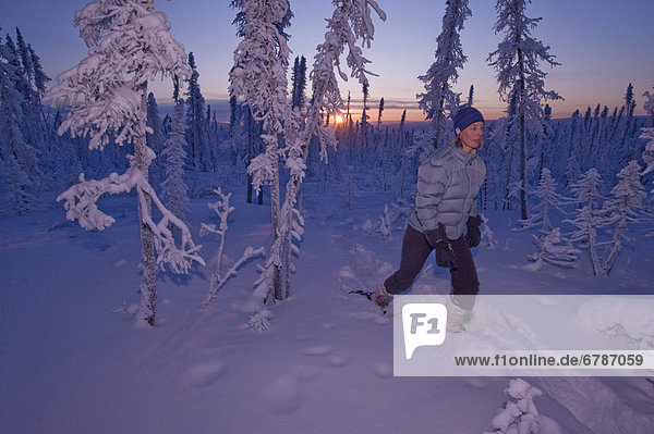 Woman exploring boreal forest on snowshoes before sunrise  Dempster Highway  Yukon