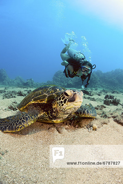 Wasserschildkröte Schildkröte hoch oben nahe grün Ansicht