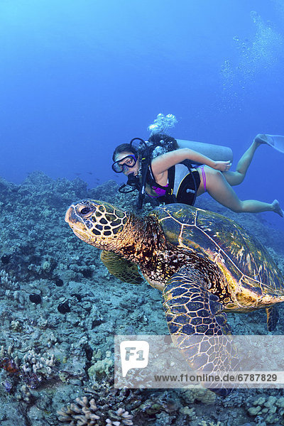 Hawaii  Diver gets a close-up view of a green sea turtle (Chelonia mydas)
