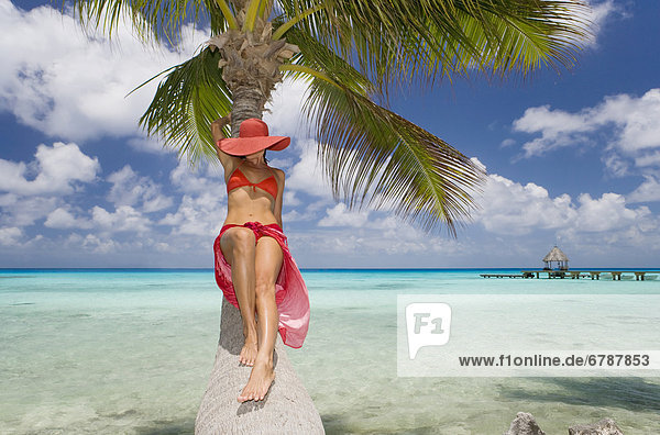 Tropisch Tropen subtropisch Frau Entspannung Baum Ozean Baumstamm Stamm Palme überhängen