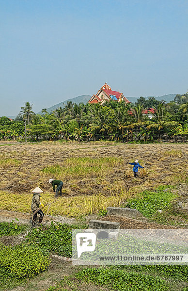 Hanoi  Hauptstadt  arbeiten  Hut  Bauernhof  Hof  Höfe  sammeln  Reis  Reiskorn  Stroh  kassieren  Norden  Südostasien  Vietnam