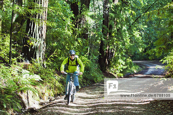 California  Big Basin Redwoods State Park  Man biking on trail in woods.