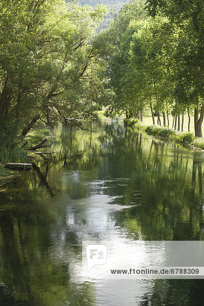 Baumallee entlang des Flusses Gacka  Dalmatien  Kroatien  Südeuropa  Europa