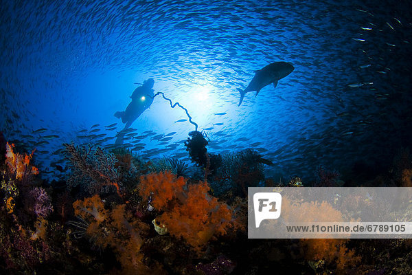 Indonesien  Komodo  Coral dominiert dieses Riff-Szene mit ein Taucher.