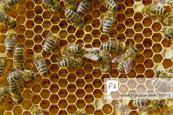 Kärntner Bienen oder Carnica Bienen (Apis mellifera carnica) auf ihren teilweise mit Honig gefüllten Waben  Nürtingen  Bayern  Deutschland  Europa