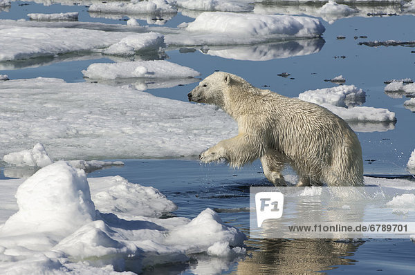 Eisbär oder Polarbär (Ursus maritimus)  Weibchen  springt über Eisscholle  Svalbard-Archipel  Spitzbergen  Barentssee  Norwegen  Europa