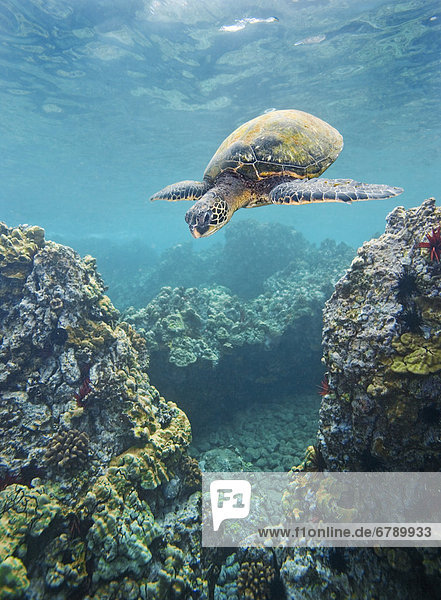 Wasserschildkröte Schildkröte grün Gefahr Tier Hawaii