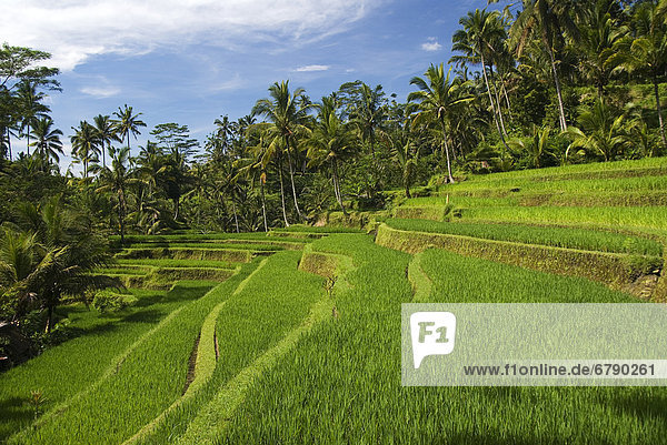 Indonesien  Bali  Reis-Terrassen.
