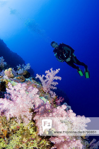 Mikronesien  Yap  Acyonarian Korallen mit Diver oben beleuchtet.