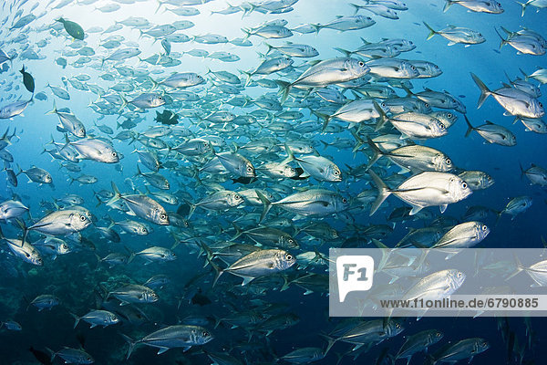 Fisch Pisces Mikronesien