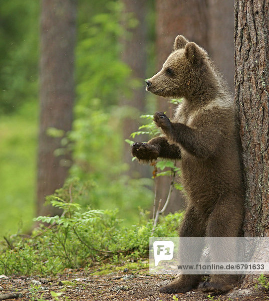 Junger Braunbär (Ursus arctos) steht an Baum  Karelien  Finnland  Europa