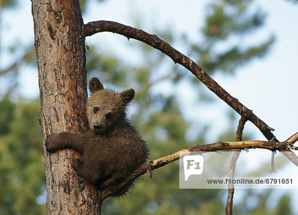 Junger Braunbär (Ursus arctos) sitzt auf Baum  Karelien  Finnland  Europa