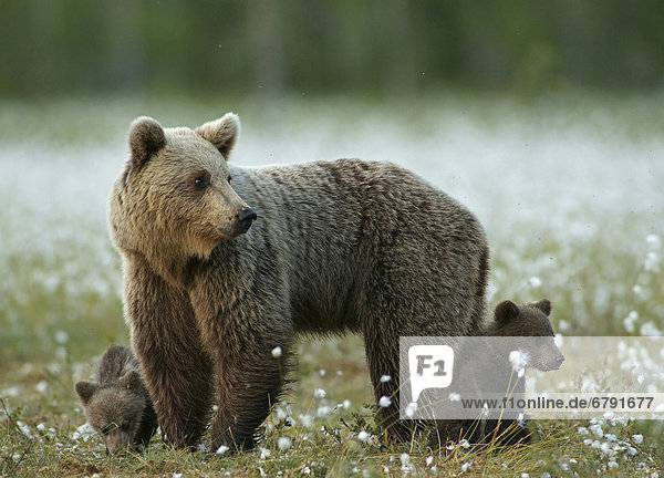 Braunbären (Ursus arctos)  Bärenmutter mit Bärenjungen  Karelien  Finnland  Europa