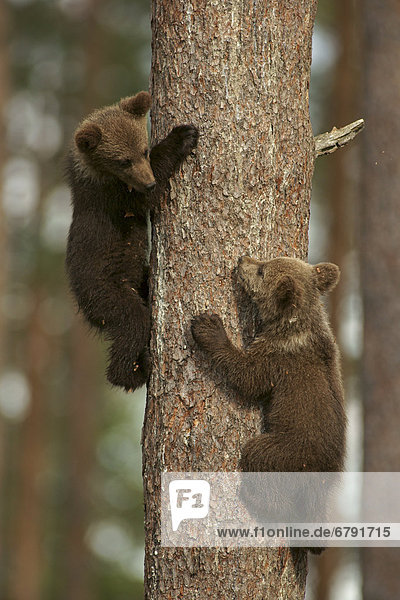 Junge Braunbären (Ursus arctos) klettern auf Baum  Karelien  Finnland  Europa