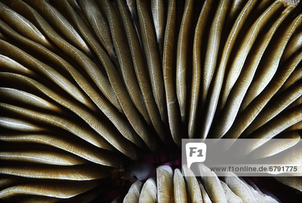 Hawaii  close-up of mushroom coral (Fungia scutaria).