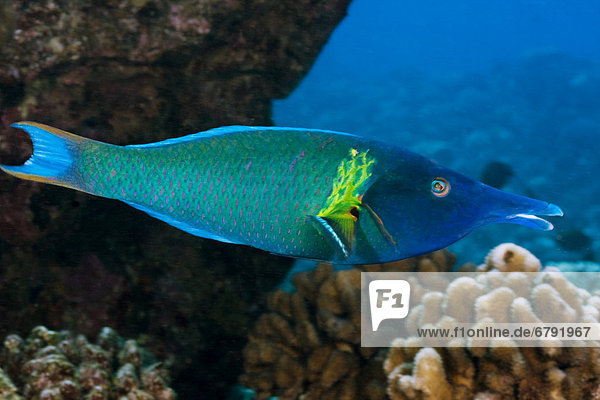 Hawaii  The bird wrasse (Gomphosus varius) is easily identified by it's long curved snout. This individual is a terminal male.
