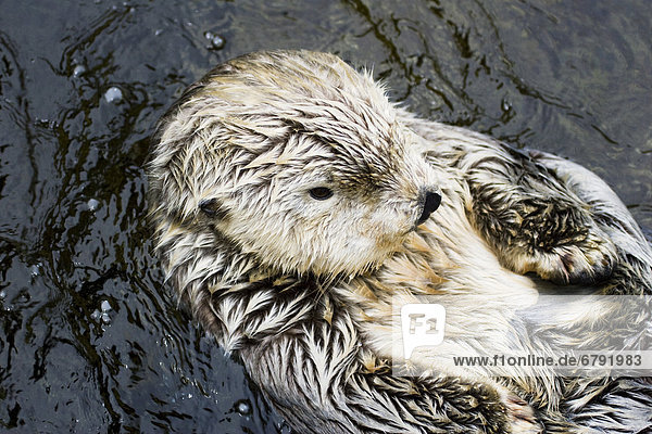 California  Monterey  California sea otter (Enhydra lutris).
